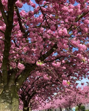 Einer der neuesten Instagram-Posts von Britta Haßelmann